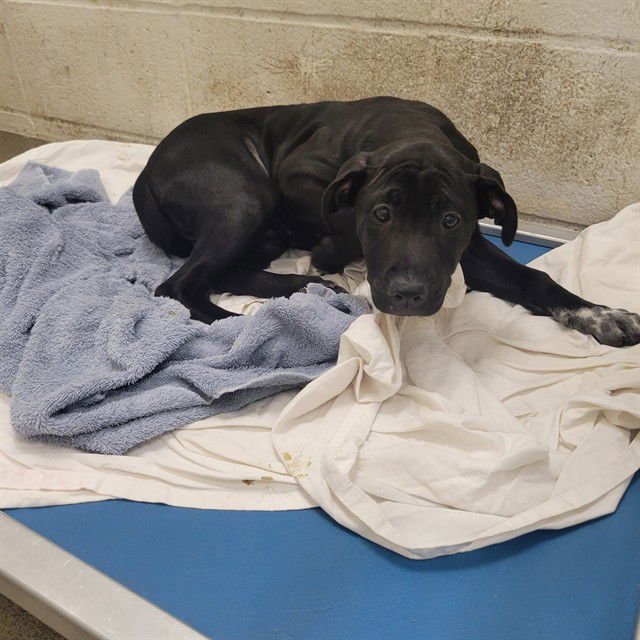 SIDNEY - Pit Bull Terrier / Labrador Retriever available for adoption