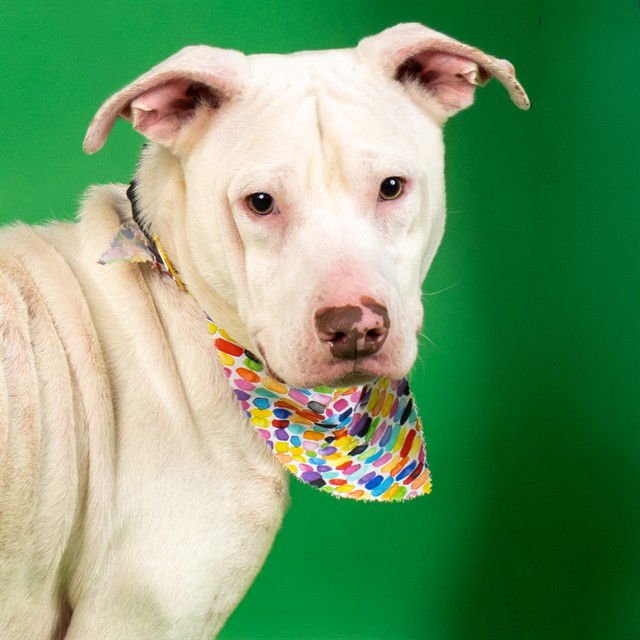 KING CAKE - Pit Bull Terrier available for adoption