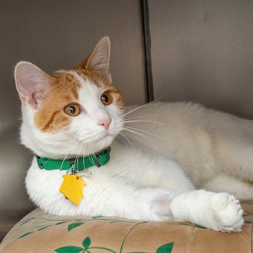 COUNT VON COUNT - Domestic Short Hair available for adoption