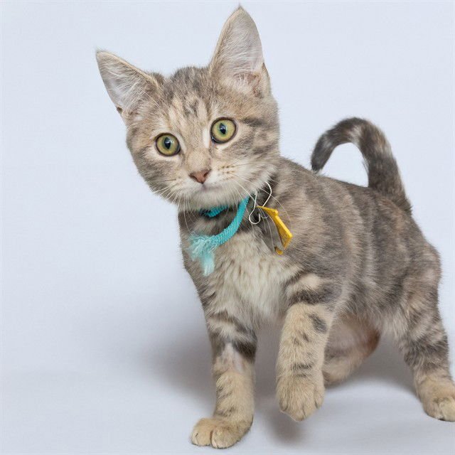 BARBIE - Domestic Short Hair available for adoption