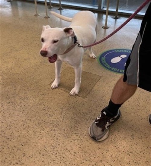 GEORGIA - Pit Bull Terrier available for adoption