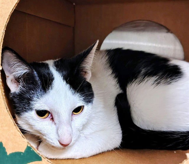 BUGLE - Domestic Short Hair available for adoption