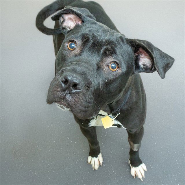 TWINKLE - Pit Bull Terrier available for adoption