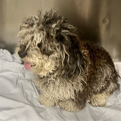 SMURF - Poodle (Miniature) / Shih Tzu available for adoption