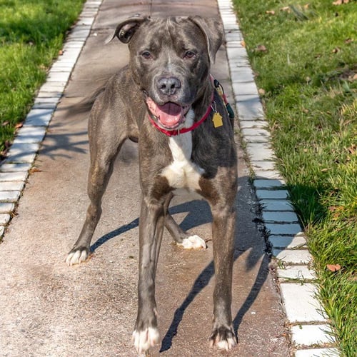 GEORGE - Pit Bull Terrier available for adoption