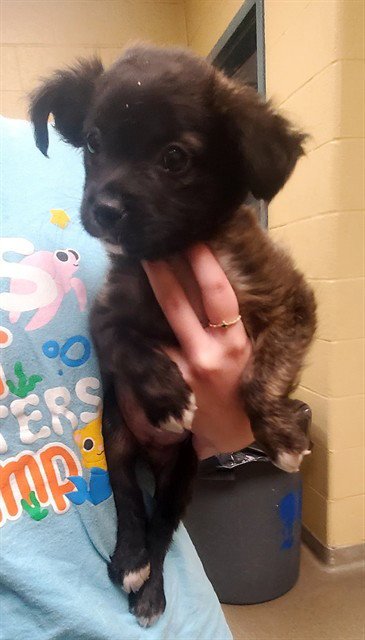GRACE - Australian Shepherd available for adoption