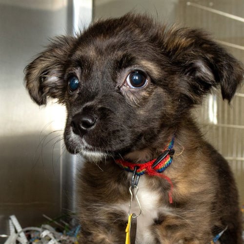 GRACE - Australian Shepherd available for adoption