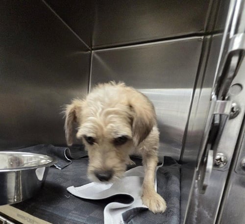 FOXY BROWN - Cairn Terrier available for adoption