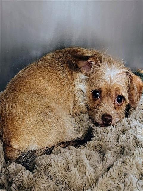 GINGERSNAP - Cairn Terrier available for adoption