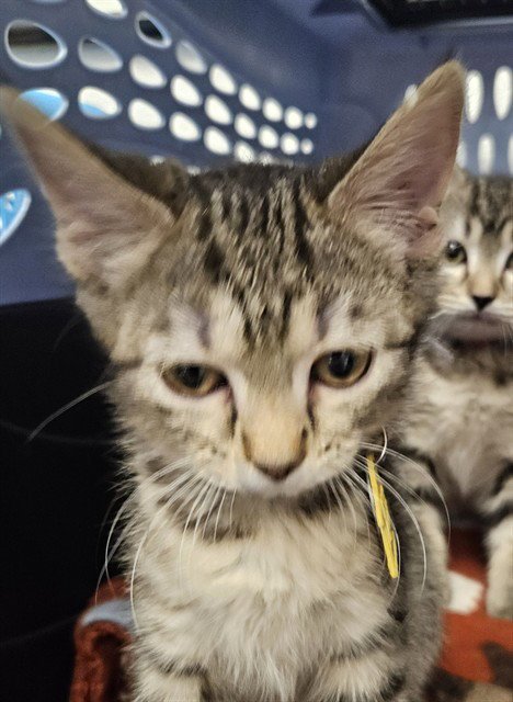 VIOLET - Domestic Short Hair available for adoption