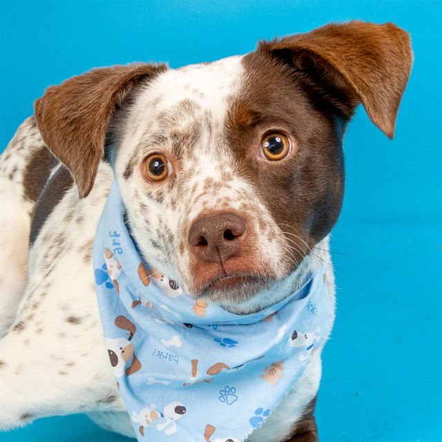 MANI - German Shorthaired Pointer available for adoption