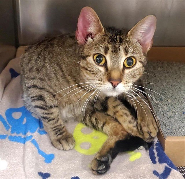 EXETER - Domestic Short Hair available for adoption