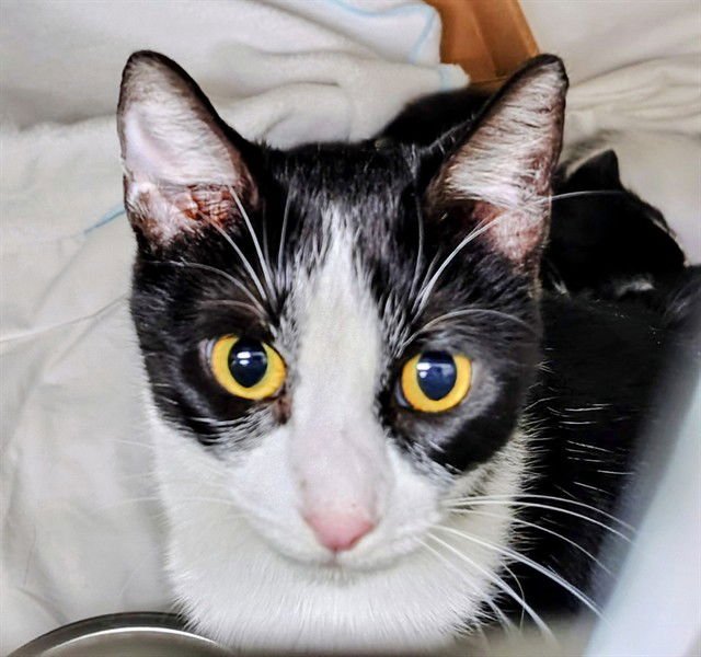 ZEBRA - Domestic Short Hair available for adoption