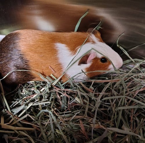 DARWIN - Guinea Pig available for adoption