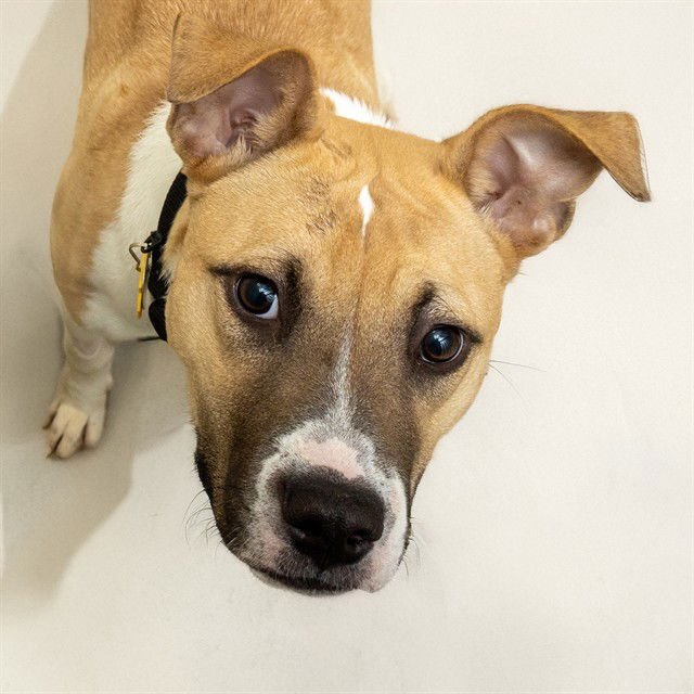 EXPLOREMORE - Pit Bull Terrier available for adoption