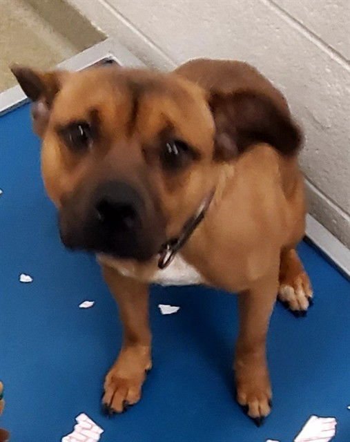 JUNO - Beagle available for adoption