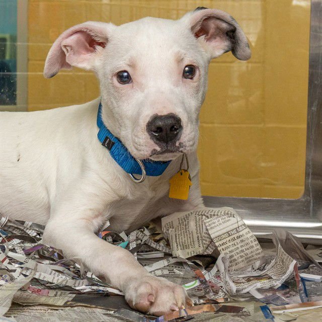 LIZARD - Labrador Retriever available for adoption