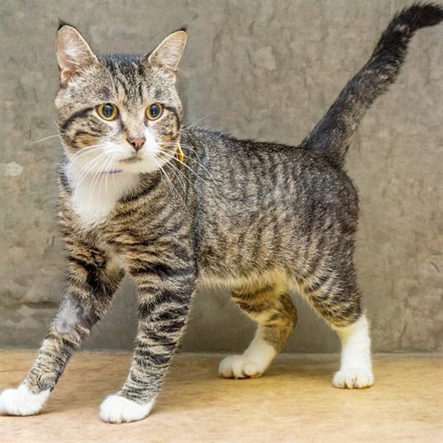 HERMIT - Domestic Short Hair available for adoption