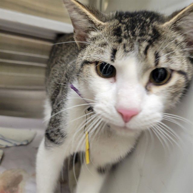 LEMON UP - Domestic Short Hair available for adoption