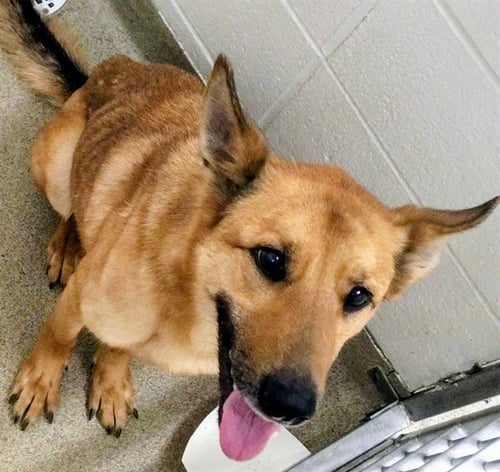 ERID - German Shepherd Dog available for adoption
