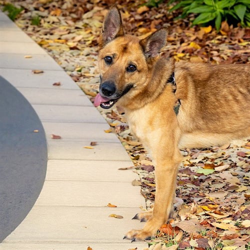 ERID - German Shepherd Dog available for adoption