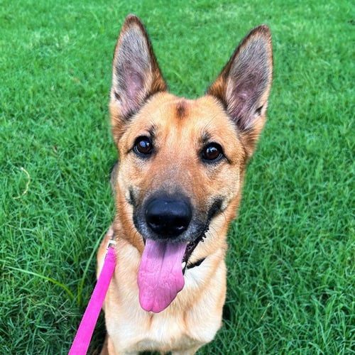 ERID - German Shepherd Dog available for adoption