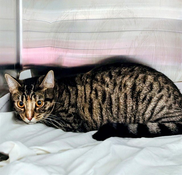 TIGER - Domestic Short Hair available for adoption