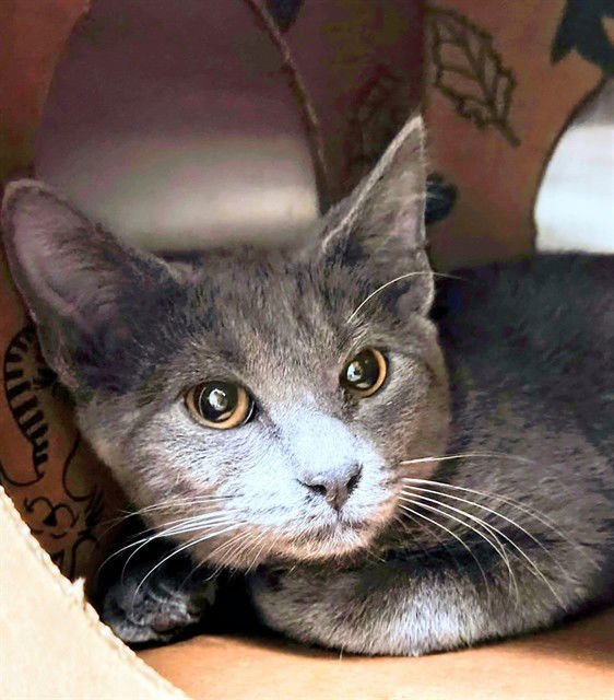 OBOE - Domestic Short Hair available for adoption