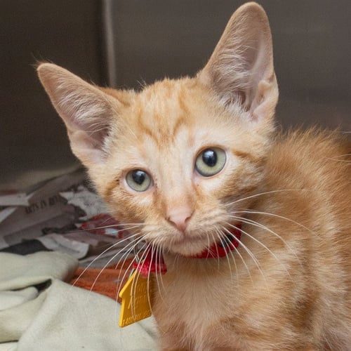 FAZBEAR - Domestic Short Hair available for adoption