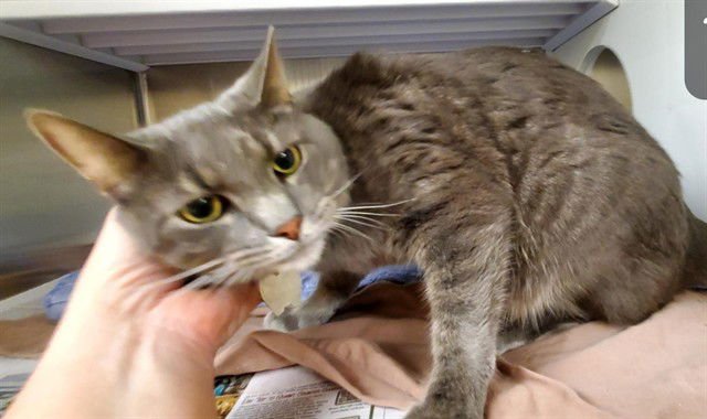 MORPH - Domestic Short Hair available for adoption