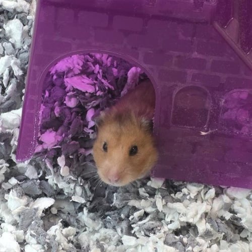 AVANI - Hamster available for adoption