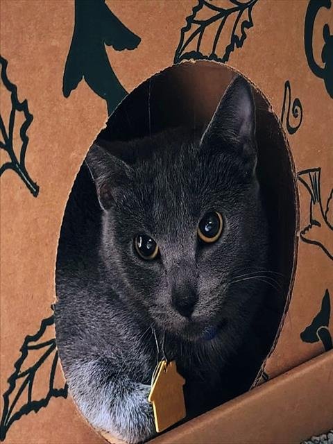 GLOCKENSPIEL - Domestic Short Hair available for adoption