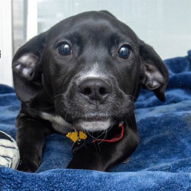 BAILEY - Labrador Retriever available for adoption