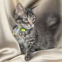 BANJO - Photo 1