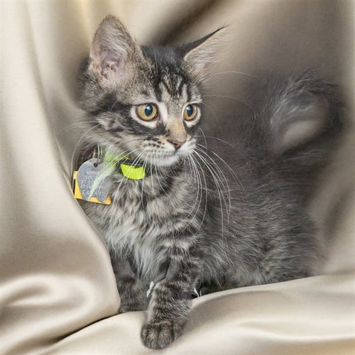 BANJO - Domestic Short Hair available for adoption