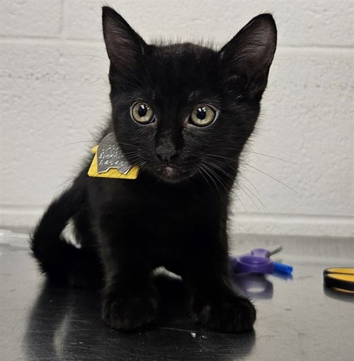 LIZ - Domestic Short Hair for adoption in St. Louis