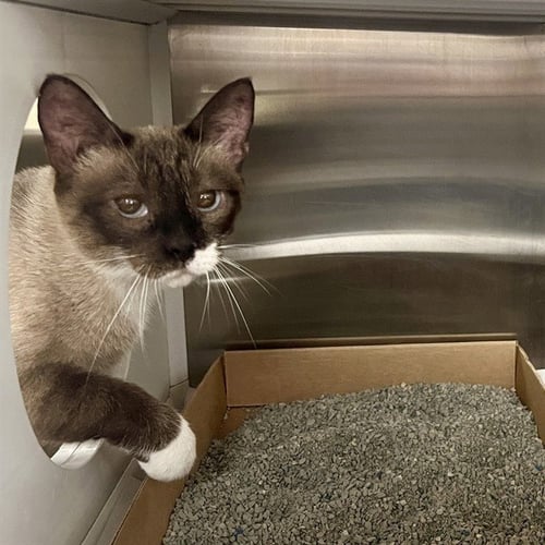 CLEOPATRA - Snowshoe available for adoption