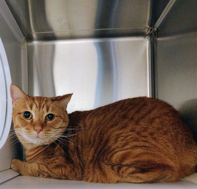 PASTRAMI - Manx available for adoption