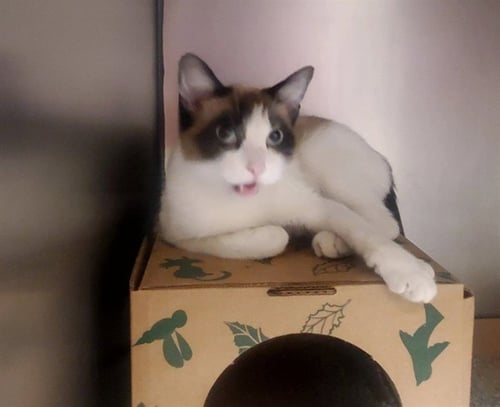 FRAPPE - Snowshoe available for adoption