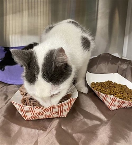 DOLLY - Domestic Short Hair available for adoption