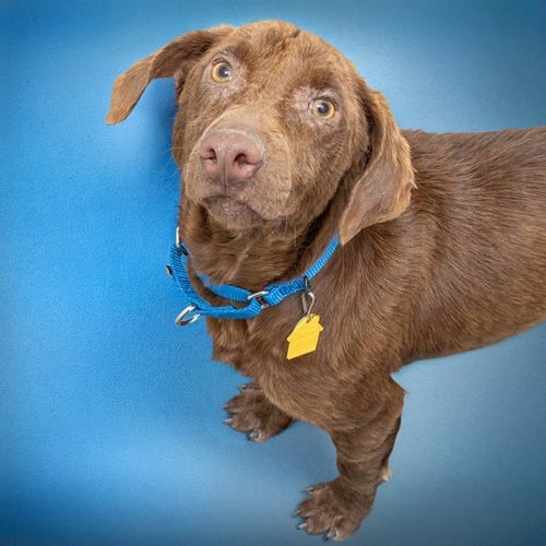 WILMA - Labrador Retriever available for adoption