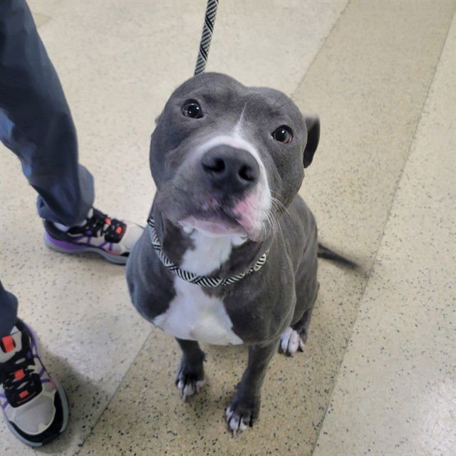 CONNOR - Pit Bull Terrier available for adoption