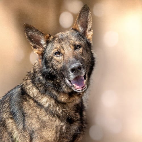 APOLLO - German Shepherd Dog available for adoption