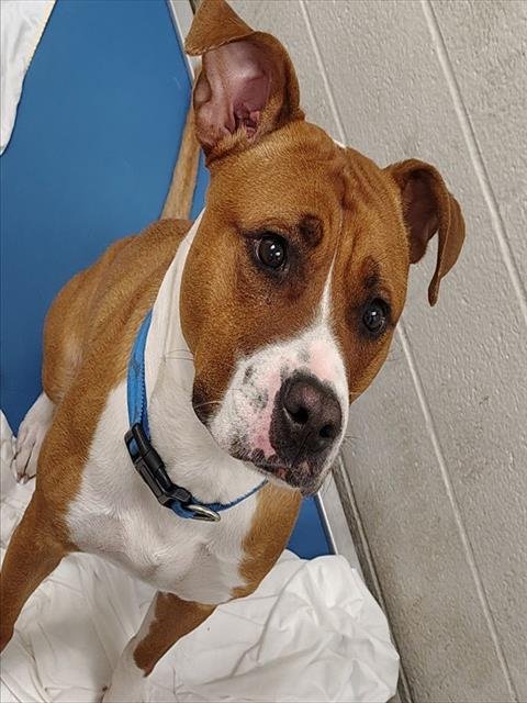 RIVER - Pit Bull Terrier available for adoption