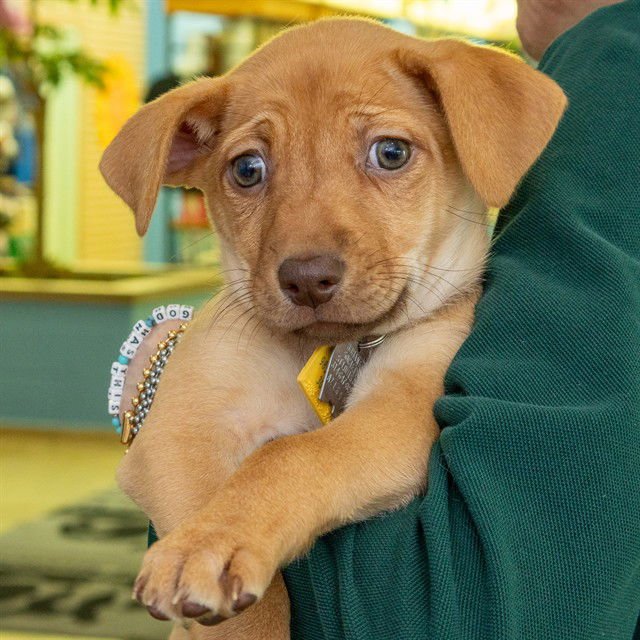 PAPAYA - Chihuahua available for adoption