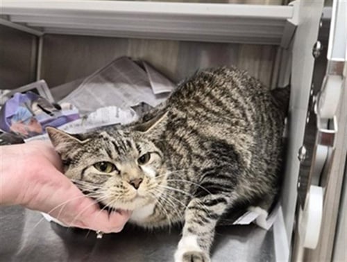 BILLIE - Domestic Short Hair for adoption in St. Louis