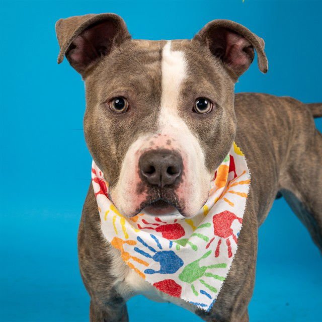 ELTON - Pit Bull Terrier available for adoption