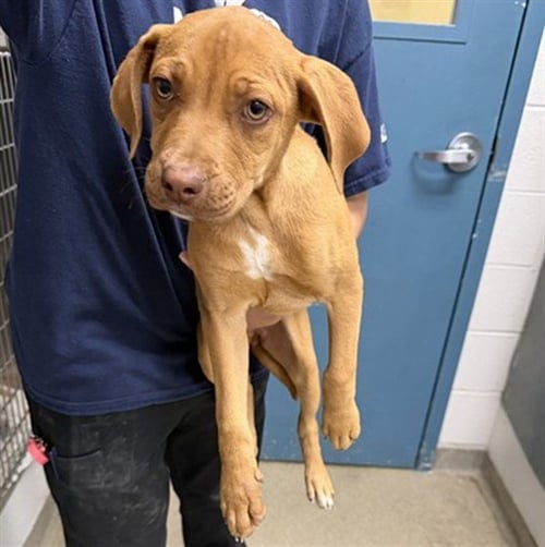 MAIZIE - Pit Bull Terrier available for adoption