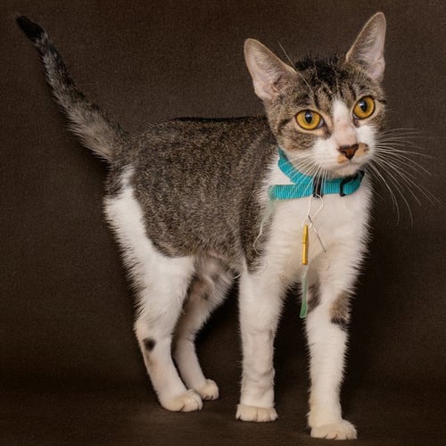 FANTASY - Domestic Short Hair available for adoption