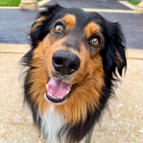 BANDIT - Australian Shepherd available for adoption
